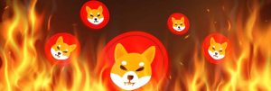 shib burns